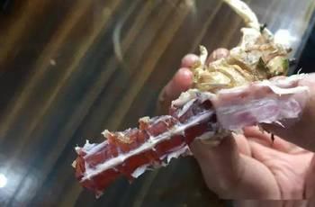 虾产卵视频,揭秘海洋生物繁殖奇观