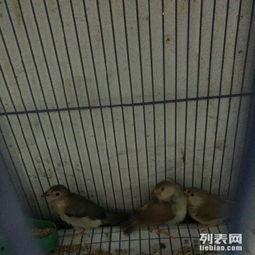 珍珠鸟繁殖视频,孵化过程全记录