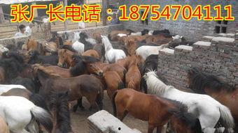 养马视频,揭秘养马日常与训练技巧