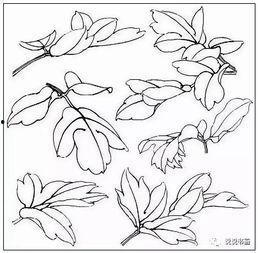 国画牡丹花的画法步骤视频,牡丹花国画绘制步骤详解