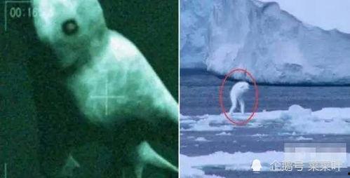 南极人造人视频,科技与伦理的边界探索