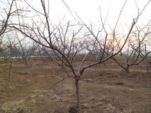 一年生桃树夏季修剪视频,一年生桃树养护攻略